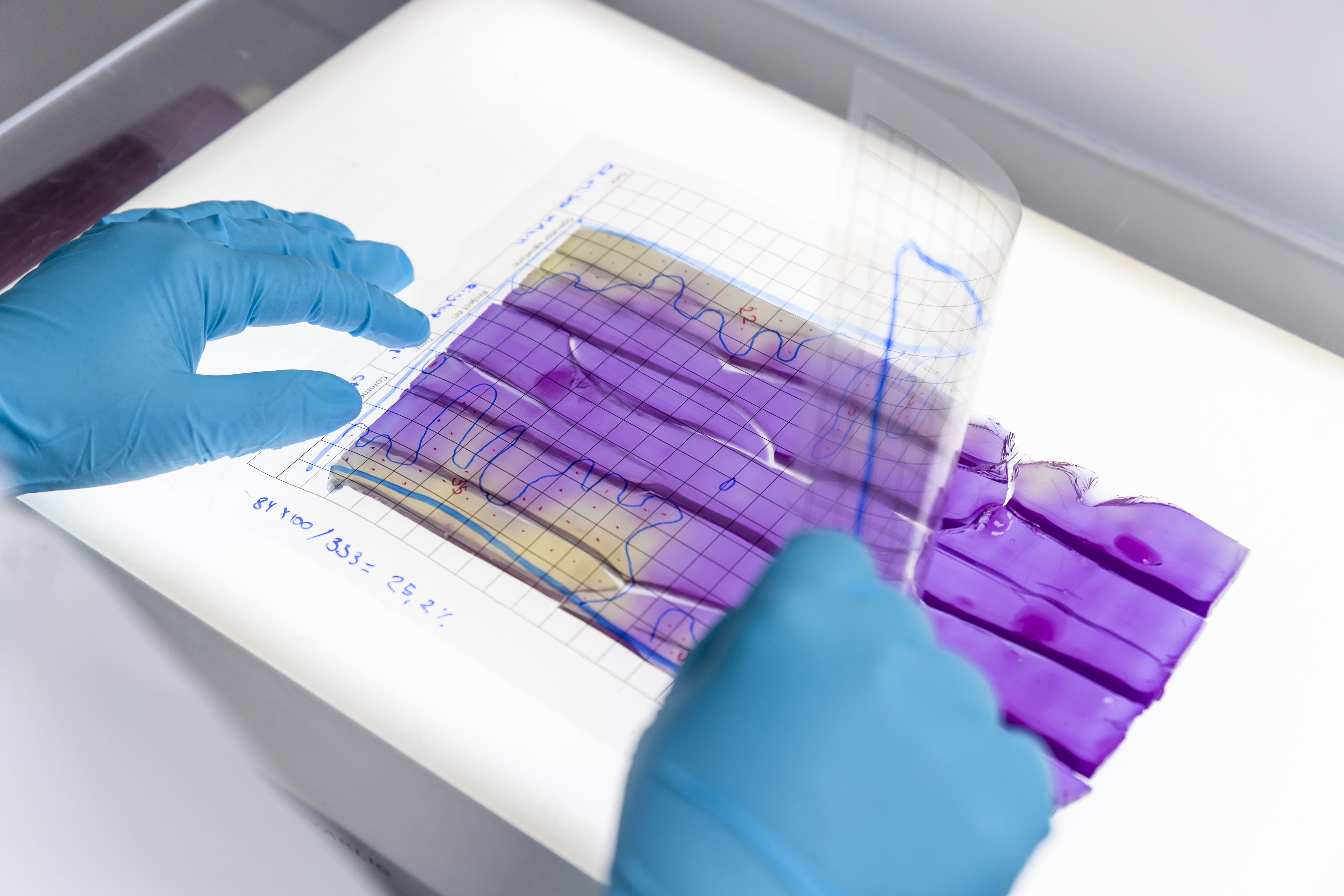 Laboratorietekniker vurderer områder, der repræsenterer resterende mikroorganismer efter test på MSH-agar i et reference-rør anvendt til EHEDG Guideline 2-test, hvor et gennemsigtigt gitter bruges til at vurdere arealet af ikke-rengjort overflade.