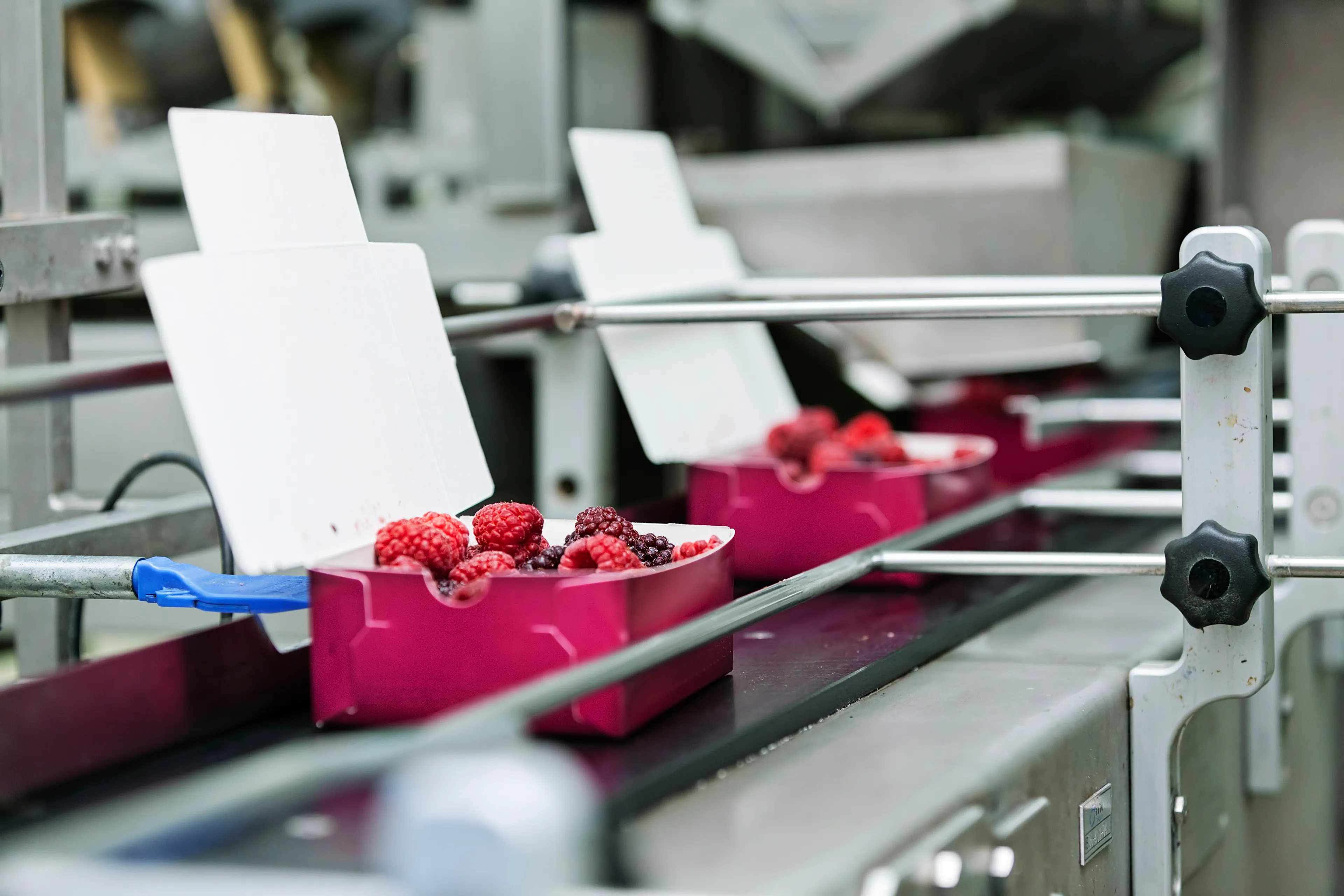 Plant processing berries